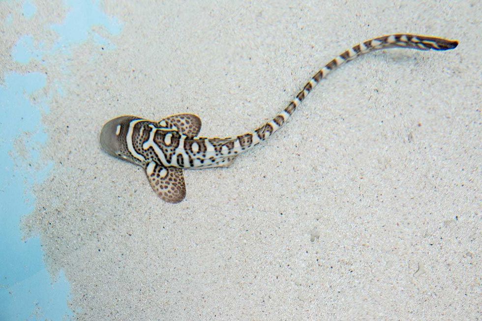 Zebra shark pup
