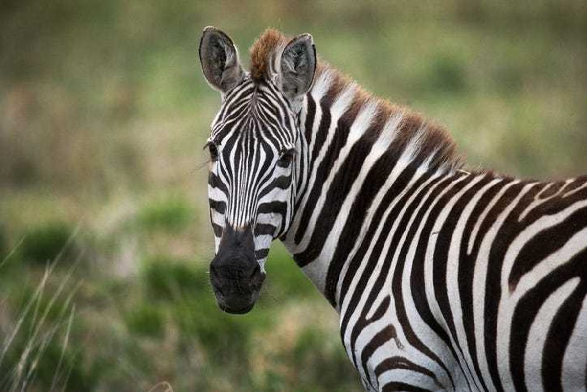 Zebra.