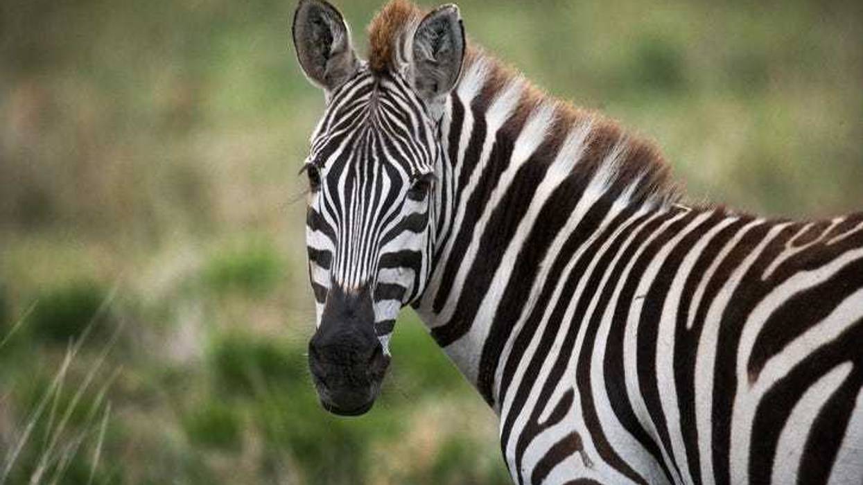 Zebra.