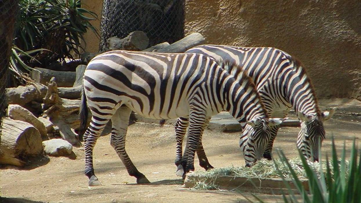 Zebra