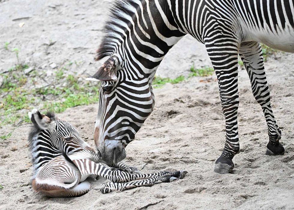 zebras at Brookfield Zoo
