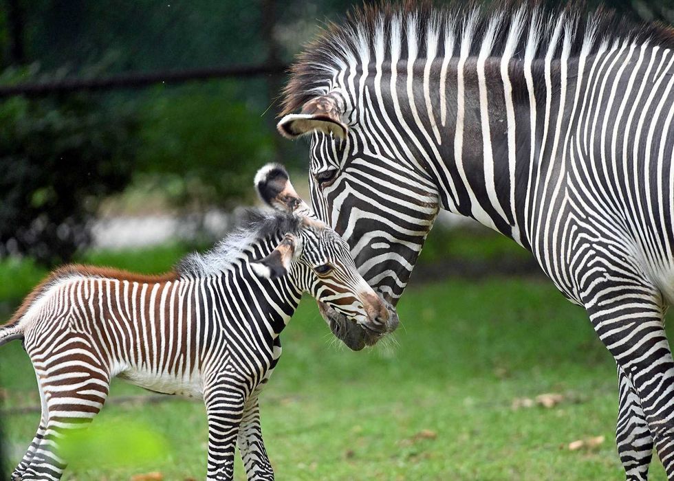 Zebras Brookfield Zoo