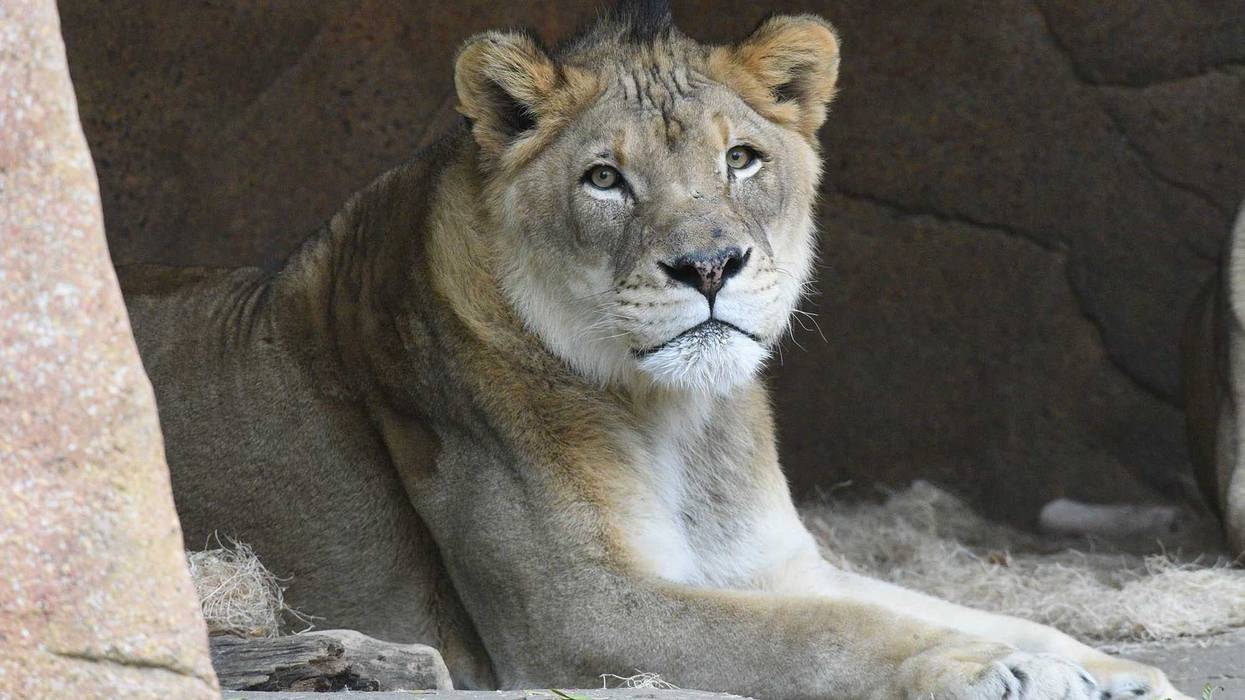 Zenda, Brookfield Zoo's male African lion