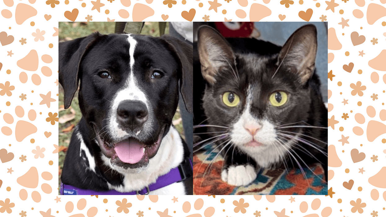 Wet Nose Wednesday: Zeus and Oreo