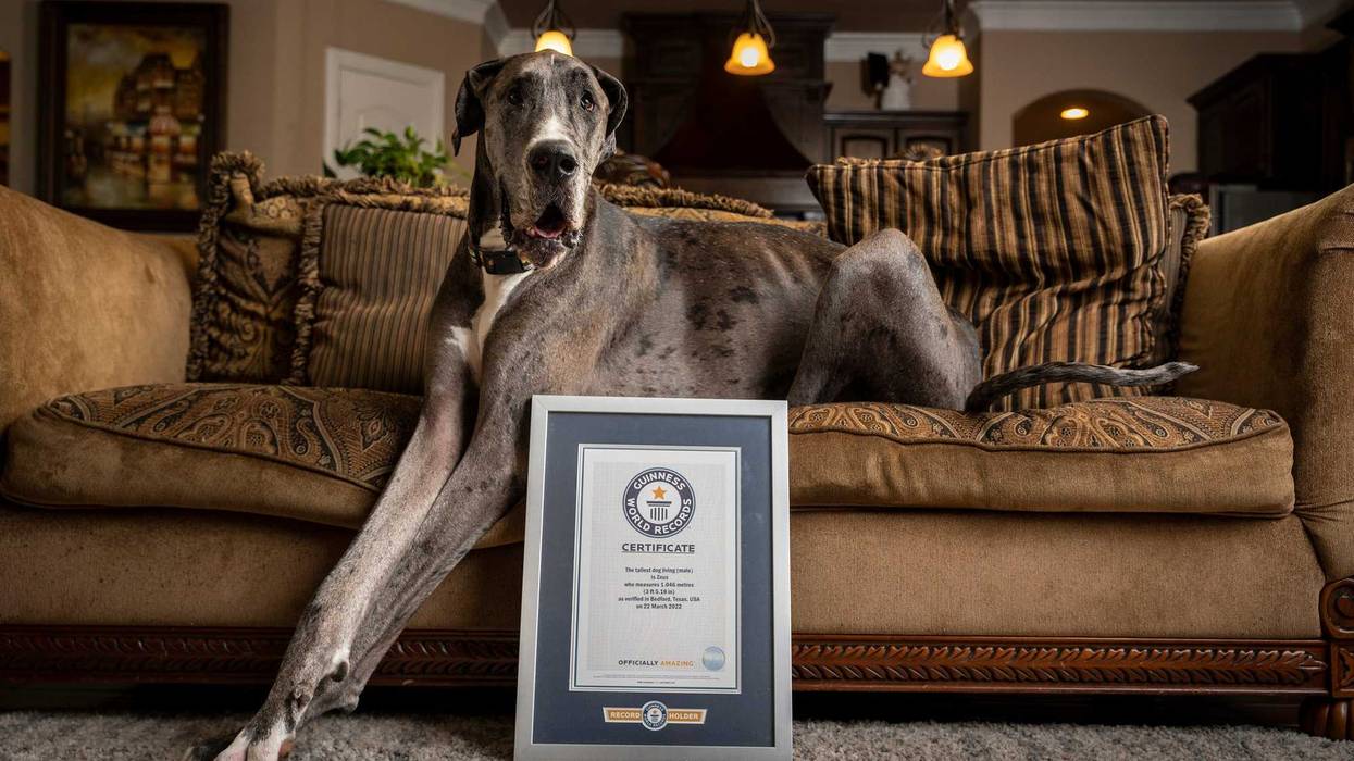 Zeus, the world's tallest living dog.