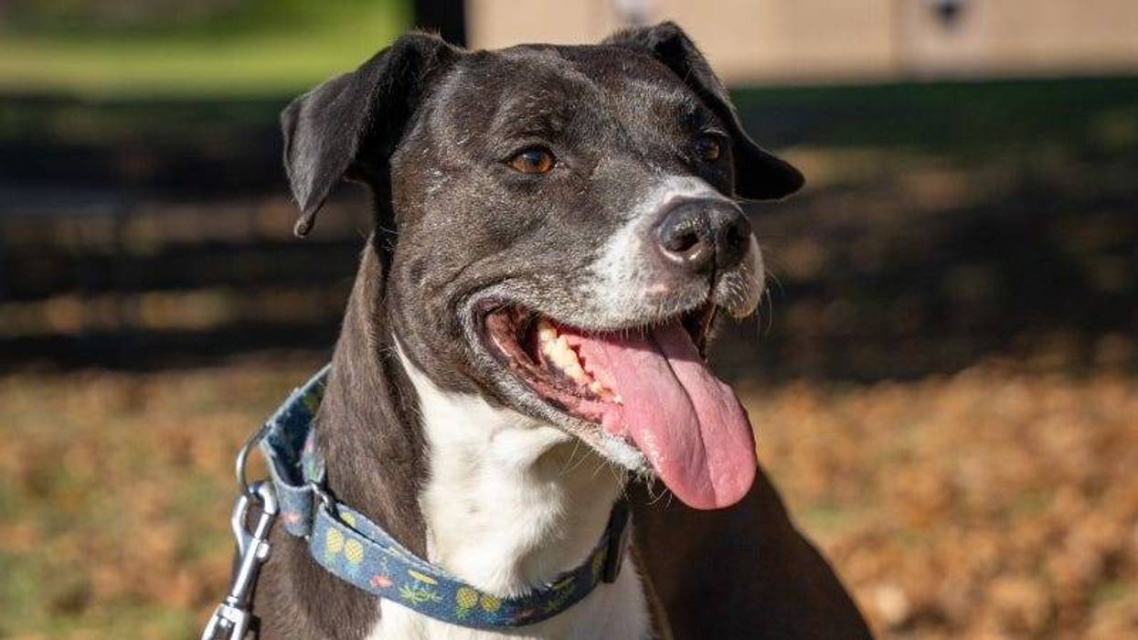 Zoey @ Austin Humane Society 3/6/24