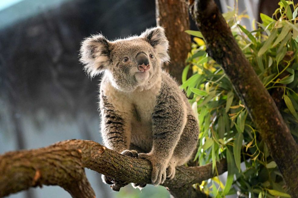 Zoo officials said Brumby can be easily differentiated from fellow koala Willum due to the large, pink spot on Brumby