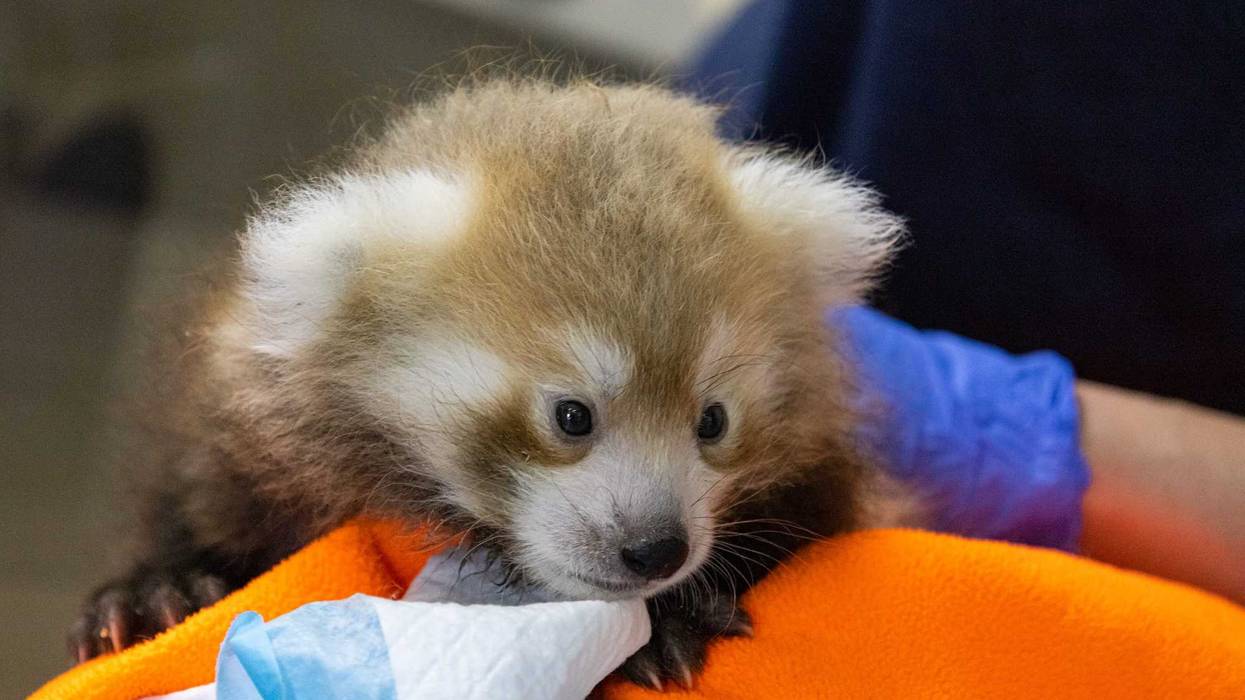 Zoo welcomes new red panda cub