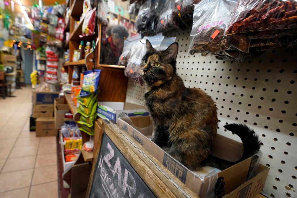 Zorro sits under a display of herbs and peppers at Zaragoza Mexican Deli & Grocery in New York, Thursday, March 13, 2025